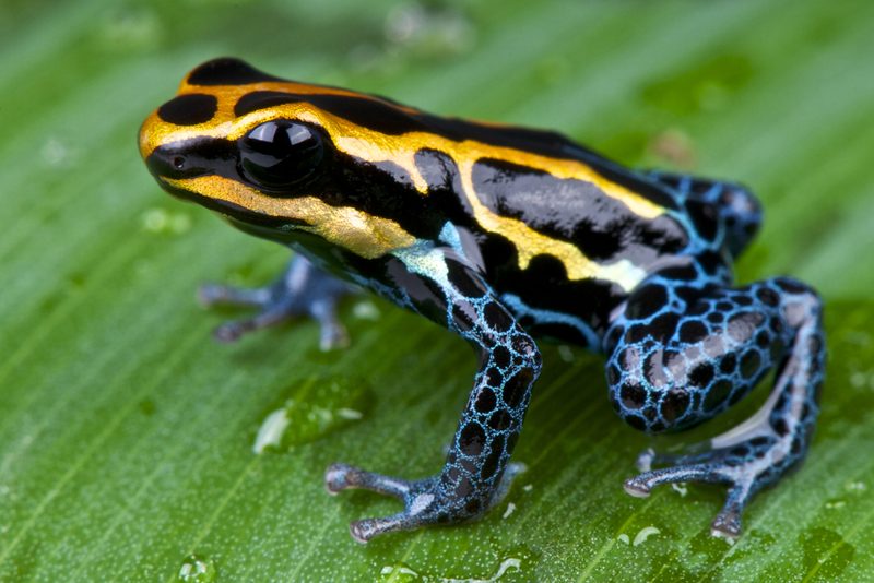 Künstliche Intelligenz erfasst Biodiversität