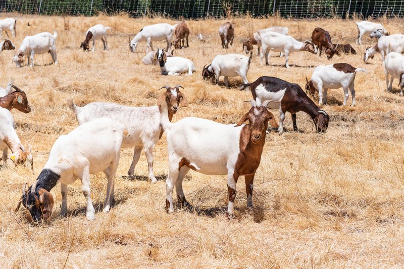Wie Ziegen Waldbrände verhindern