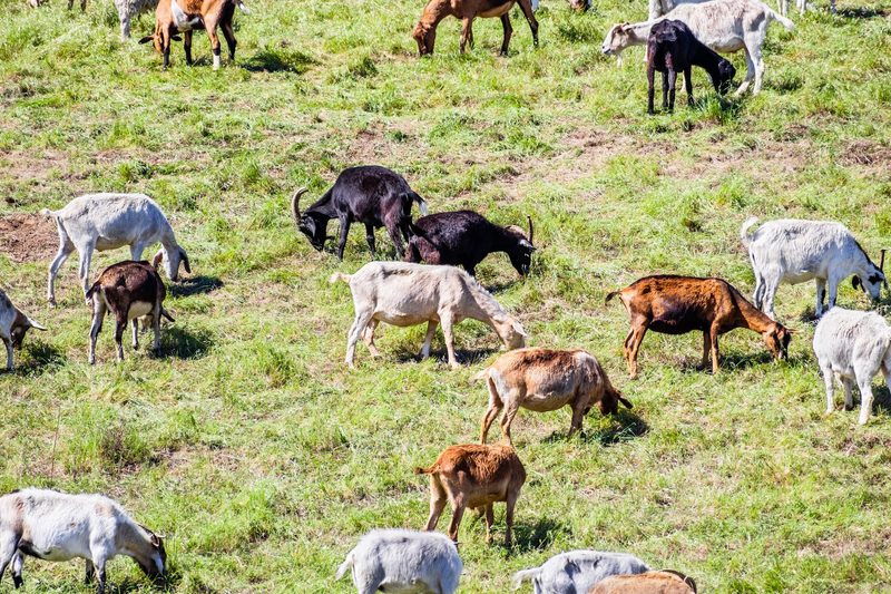 Wie Ziegen Waldbrände verhindern