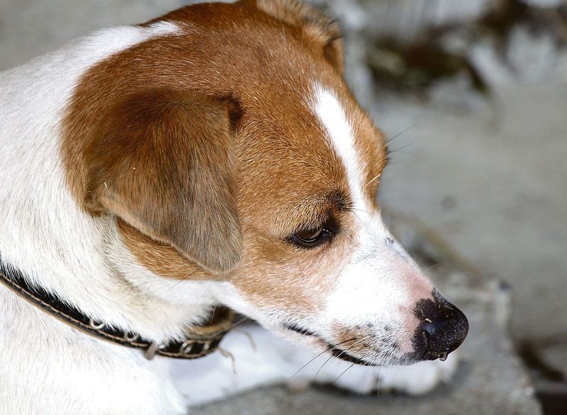 Isabelle Gigon züchtet die Ratiers du Jura seit vielen Jahren. Manchmal kommen auch hellbraune Hunde zur Welt. Die Hauptfarben aber sind Schwarz, Weiss und Braun (oben).