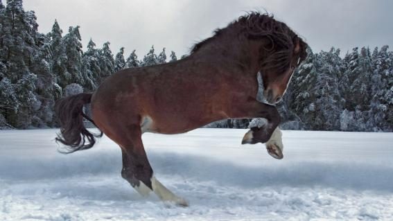 Ein Pferd turnt im Schnee