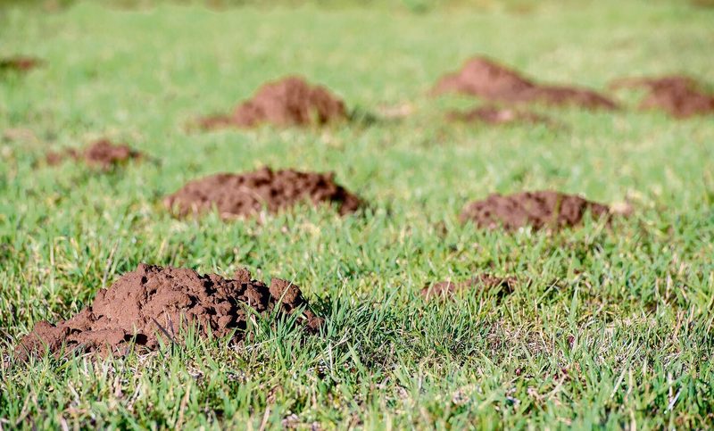 Wühlmäuse sind auf Wurzeln von Pflanzen aus. Oft erkennt man ihre Anwesenheit nur an den flachen Hügeln, die sie hinterlassen.