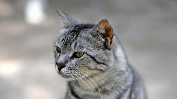Katze mit Beinamputation
