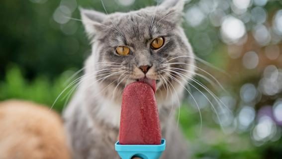 Katze isst Glace