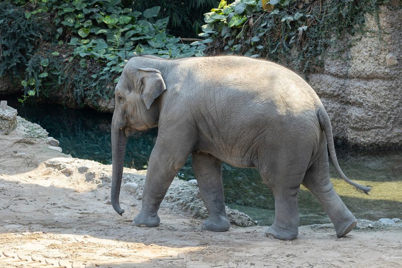Zoo Zürich will weiterhin Elefanten züchten