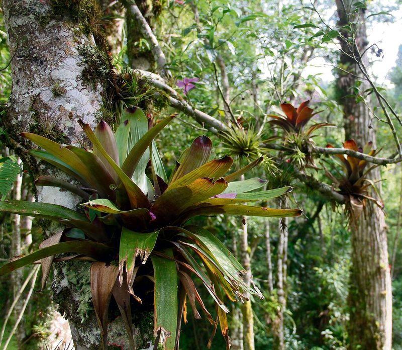 Aufsitzerpflanzen wie Bromelien, Orchideen und Blattkakteen, wie hier im Atlantischen Wald von Brasilien, nutzen ihre Wurzeln, um sich festzuhalten.