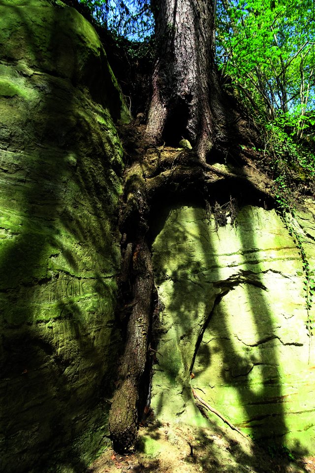 Wurzeln wachsen oft nur oberflächlich und über Felsen, gerade in bergigen Gebieten, wo Böden nur flachgründig sind.