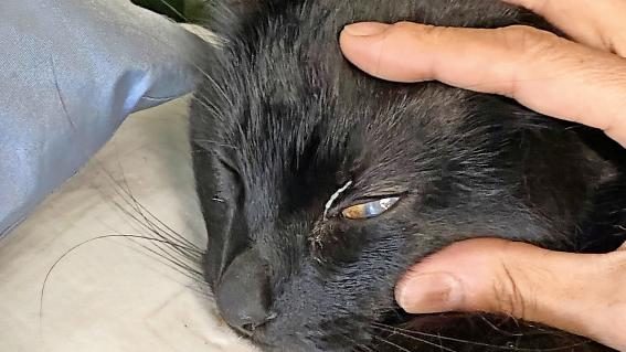 Kater Samba