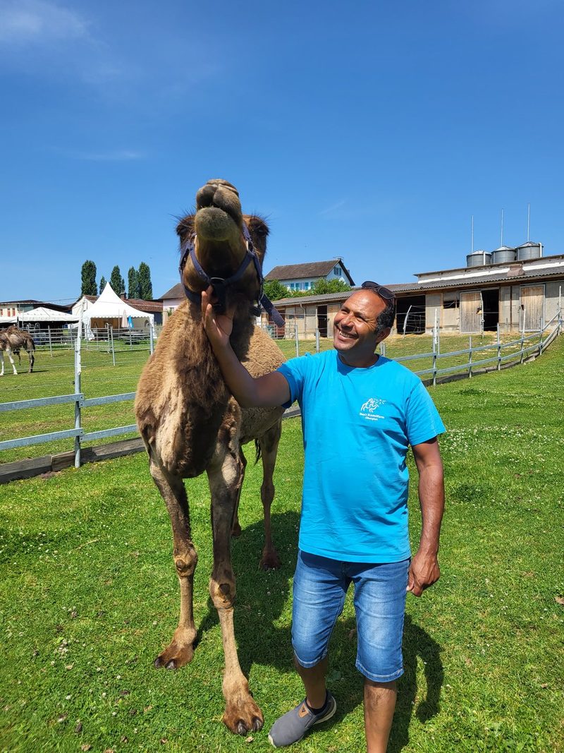 Dromedare im Zürcher Unterland