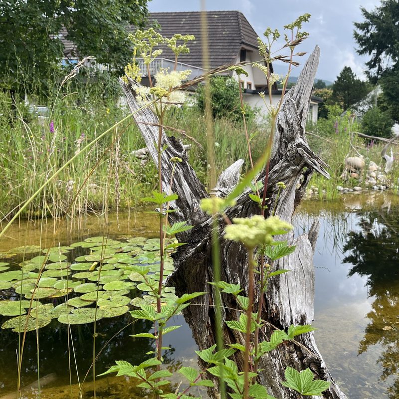 Familie Murer: Naturgarten