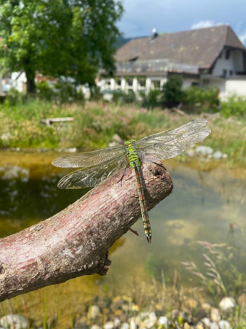 Familie Murer: Naturgarten