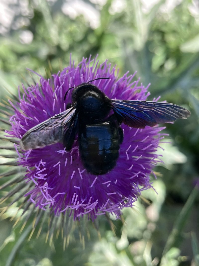 Familie Murer: Naturgarten