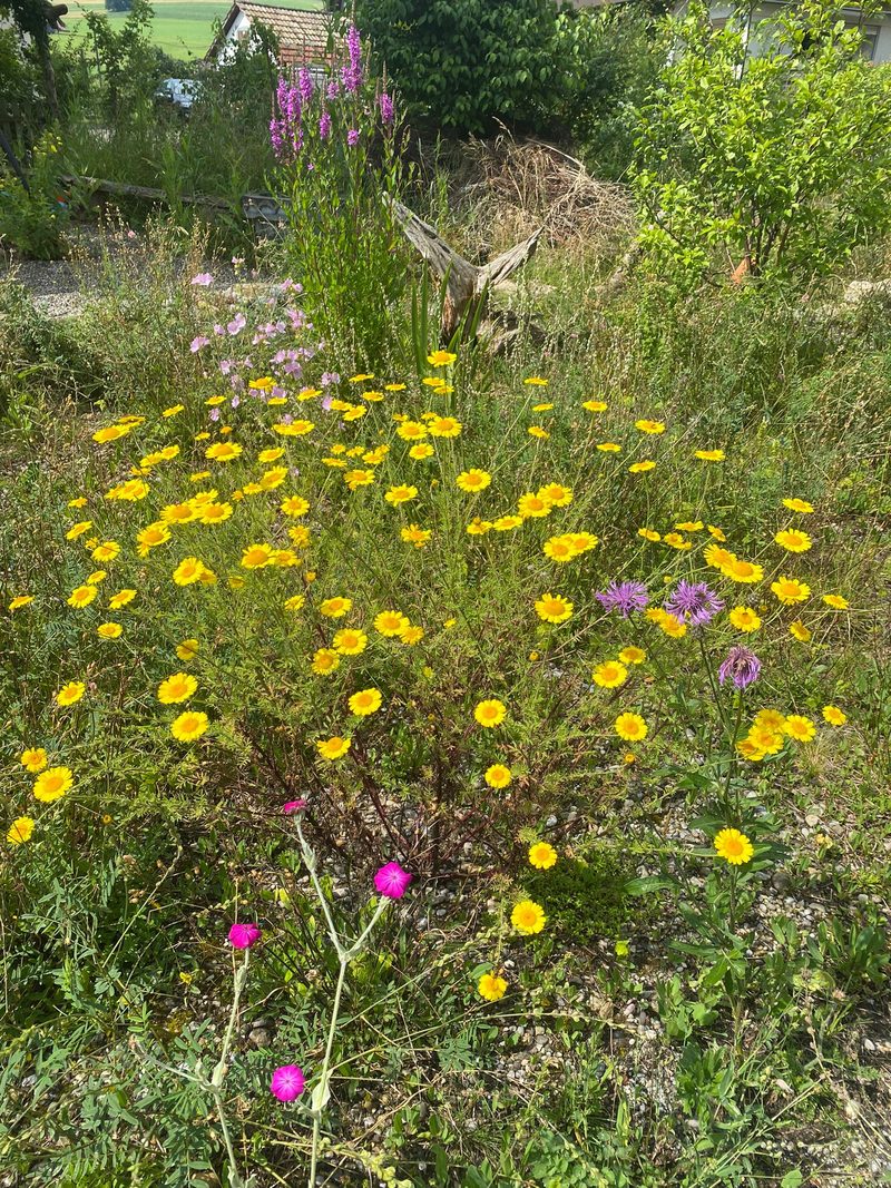 Familie Murer: Naturgarten