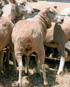 Mulesing bei Merino-Schafen