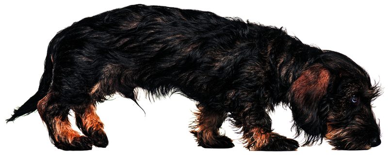 Drogenspürhunde