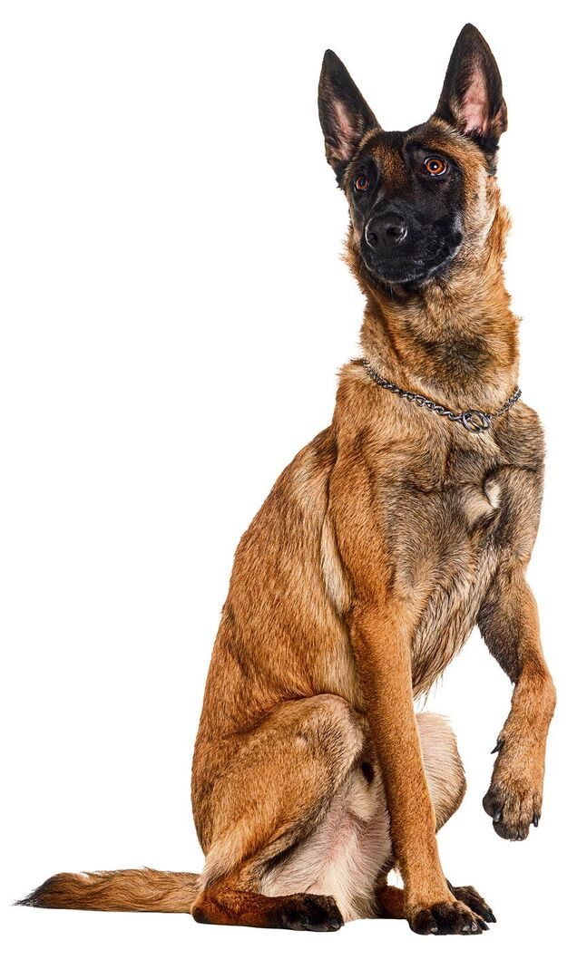 Sprengspürhunde