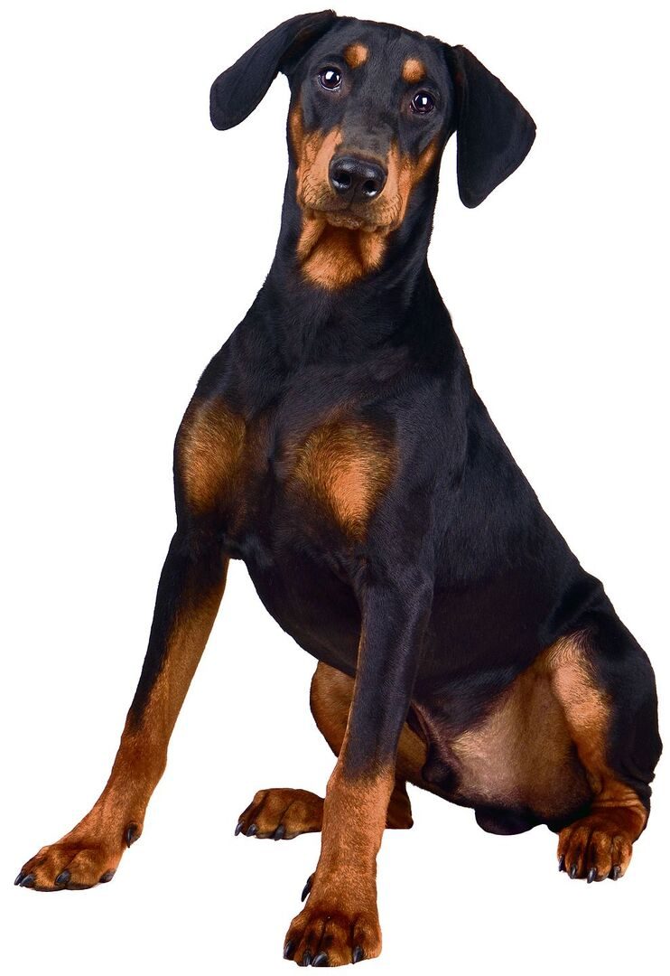 Schutzhunde