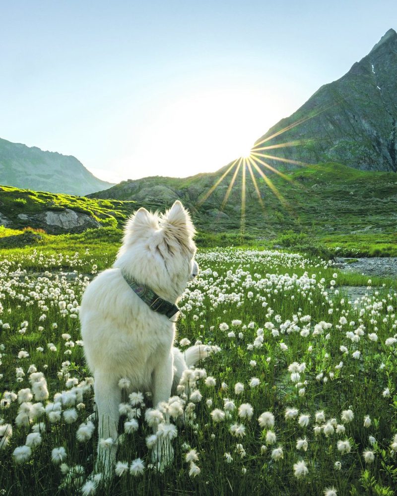Wenn Hunde vor der Kamera glänzen