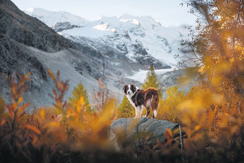 Wenn Hunde vor der Kamera glänzen