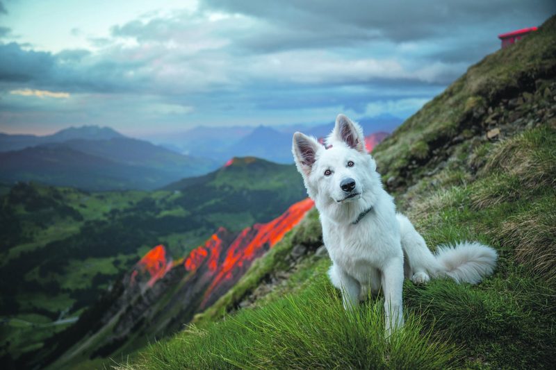 Wenn Hunde vor der Kamera glänzen