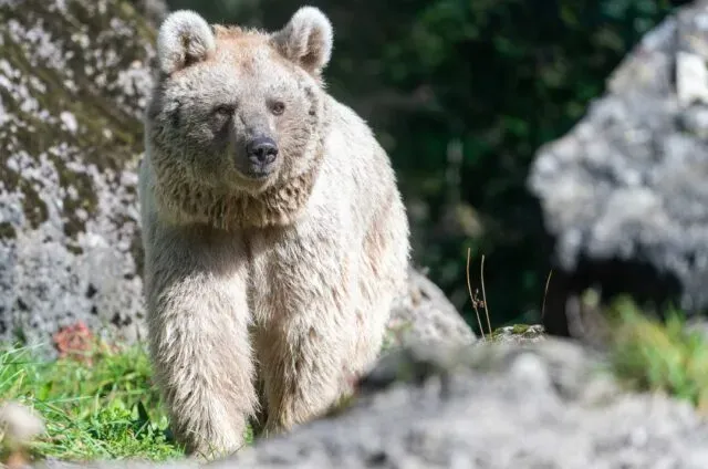 Tierpark Goldau muss Bärin einschläfern