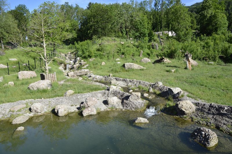 Tierpark Goldau muss Bärin einschläfern
