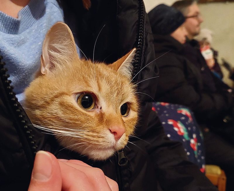 Katze
