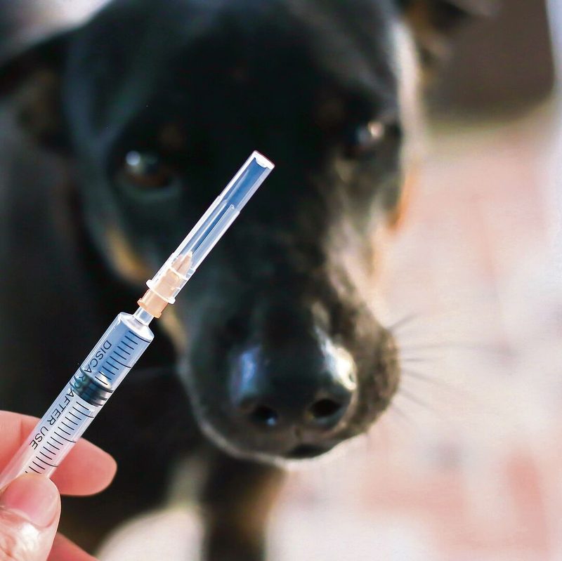 Eine Impfung schützt Hund und Katze vor dem tödlichen Tollwut-Virus.