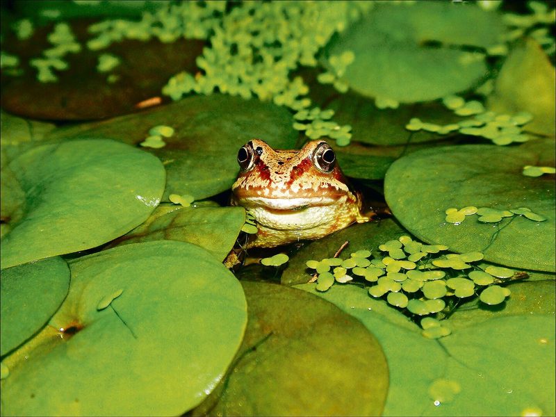Artenreich wie der Gartenteich