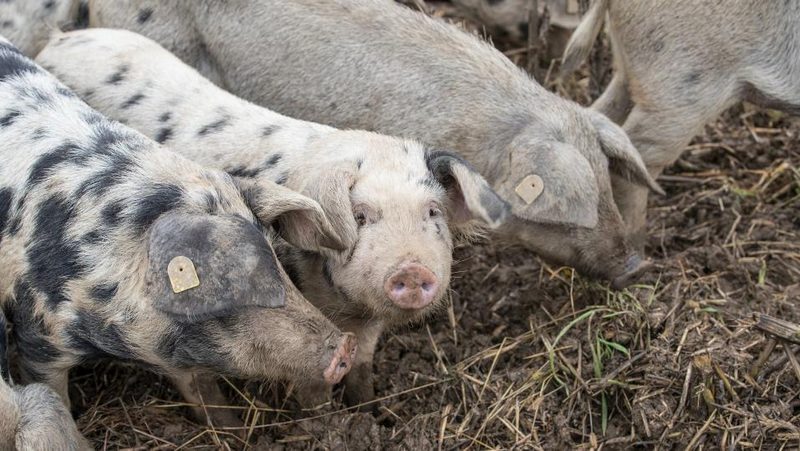 Tupolje-Schweine futtern Erdmandeln