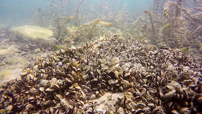 Auch Muscheln können invasiv sein und sie bedrohen Schweizer Seen