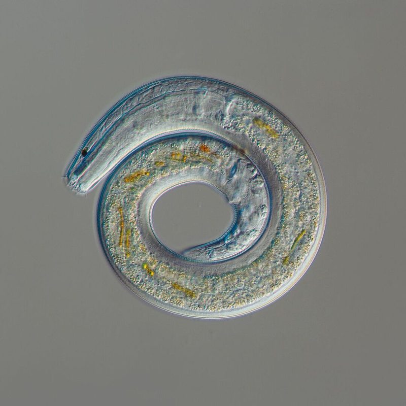 Nematoden