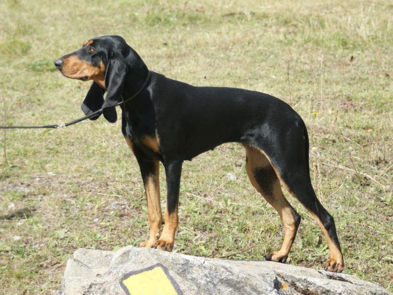 Schweizer Laufhunde – die einheimischen Jagdgefährten