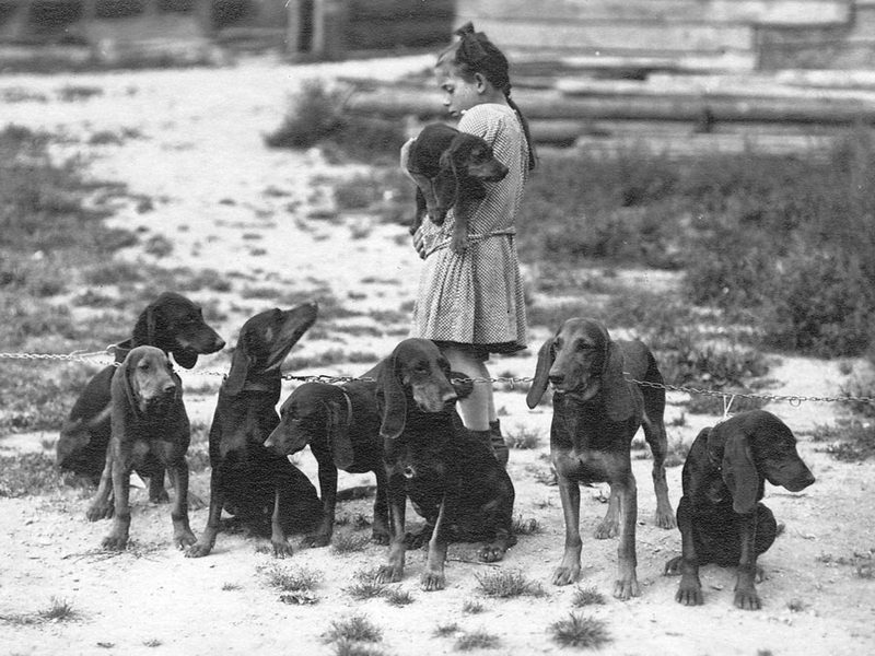 Schweizer Laufhunde – die einheimischen Jagdgefährten