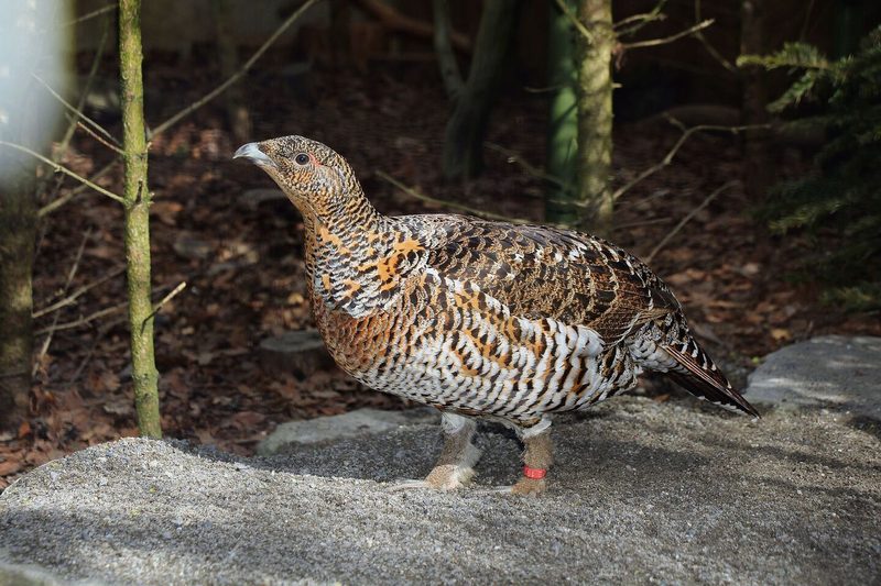Die Auerhenne im Tierpark Bern legt ihre Eier in eine Mulde, wo schliesslich die Küken schlüpfen.