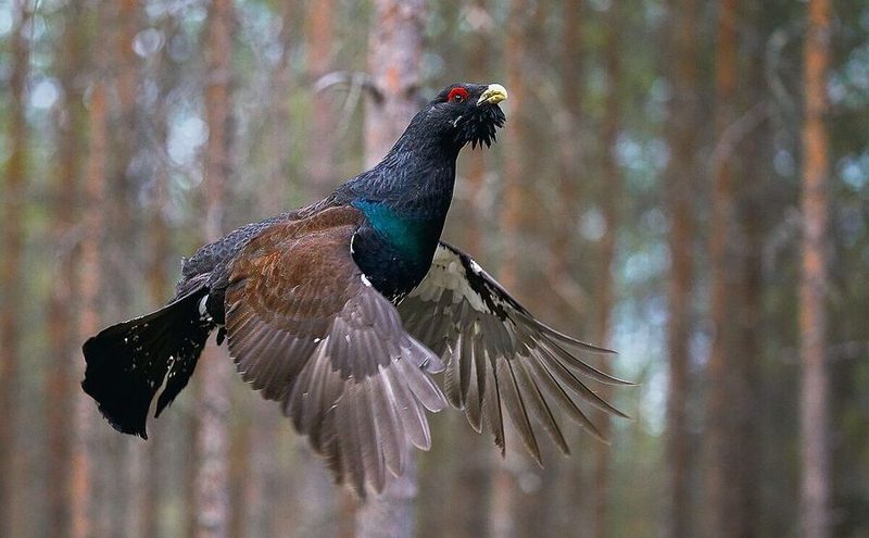 Trotz ihrer Grösse und Schwere fliegen Auerhähne grössere Strecken.