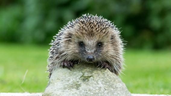 Igel