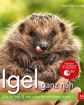 Igel ganz nah