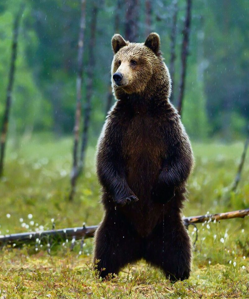 Der Bär verschafft sich einen Überblick, indem er sich auf die Hinterbeine stellt. Später gräbt er vielleicht mit seinen starken Krallen nach Wurzeln oder Engerlingen.