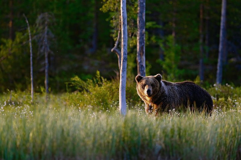 Der Braunbär streift in der Morgensonne auf der Suche nach Beeren, Wurzeln und Früchten, wie etwa auch wilden Äpfeln, durch den lockeren Wald.