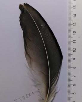 Gemauserte Feder von Gallus