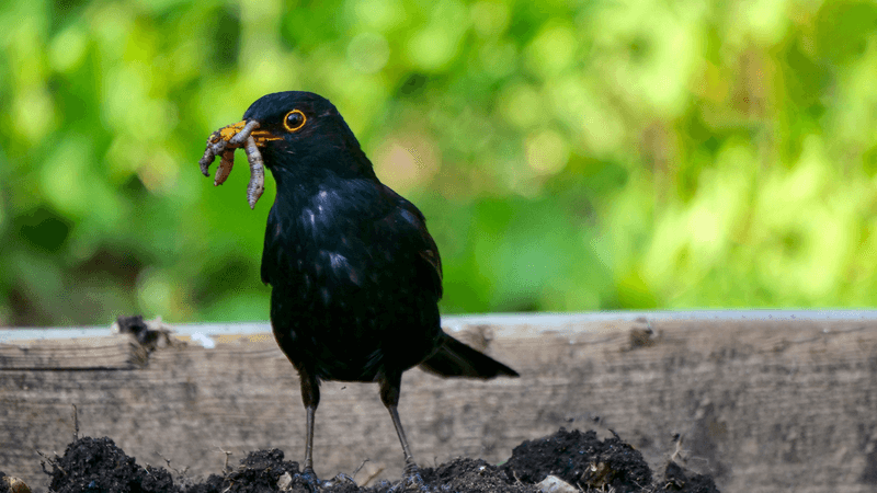 Regenwurm: Der blinde Gärtner