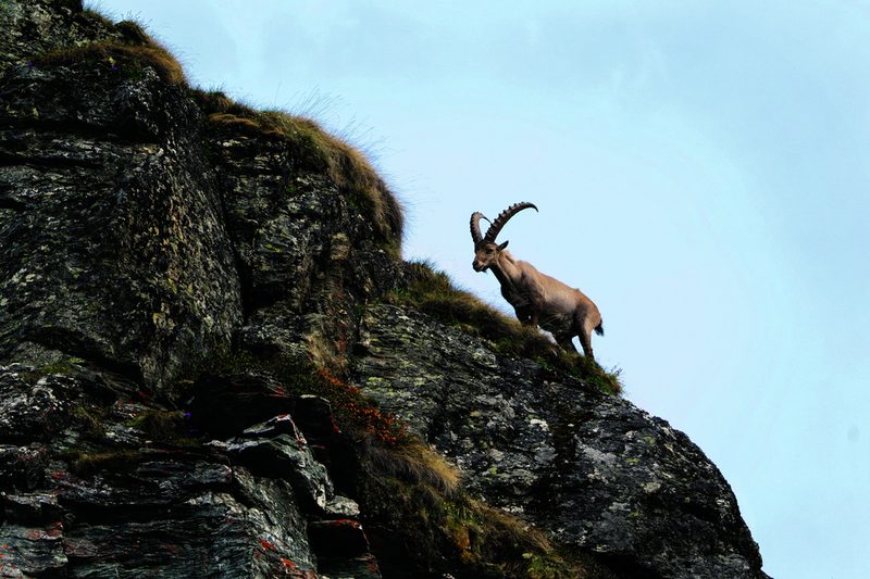 Steinböcke gehören zu den Wahrzeichen des Schweizerischen Nationalparks.