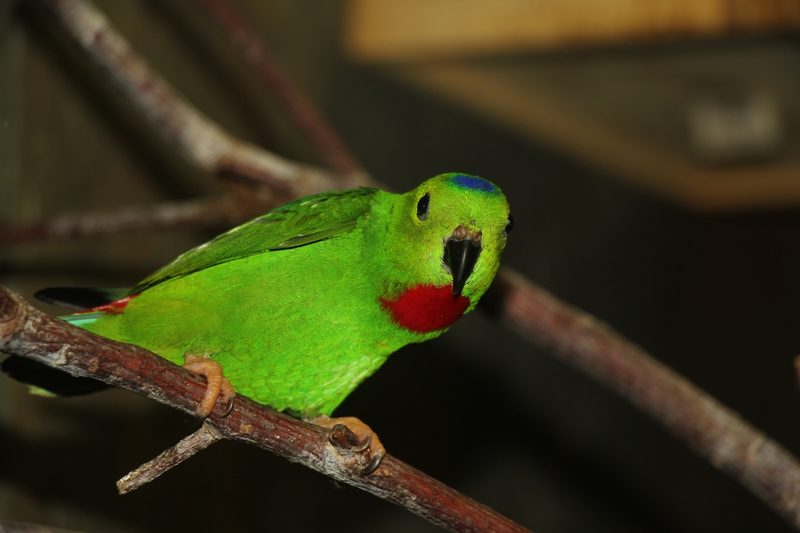 Blaukrönchen: der kleine Fledermauspapagei