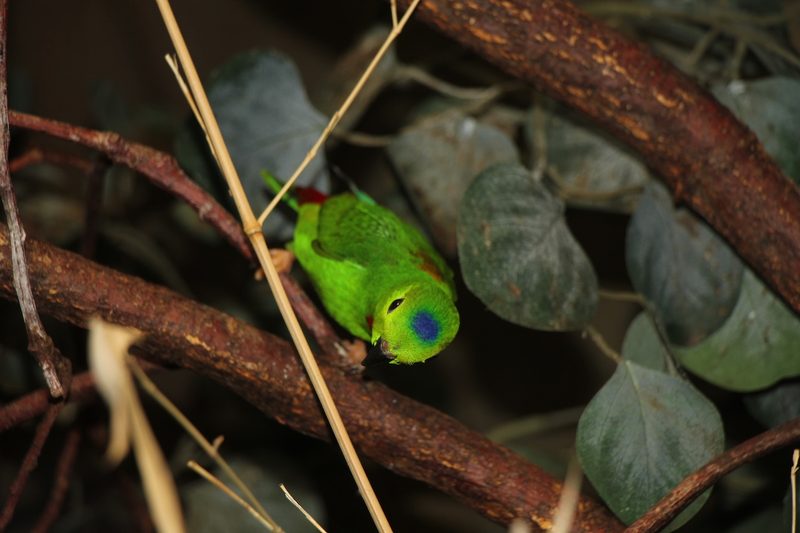 Blaukrönchen: der kleine Fledermauspapagei