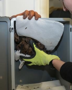 Fledermäuse müssen immer mit Handschuhen angefasst werden