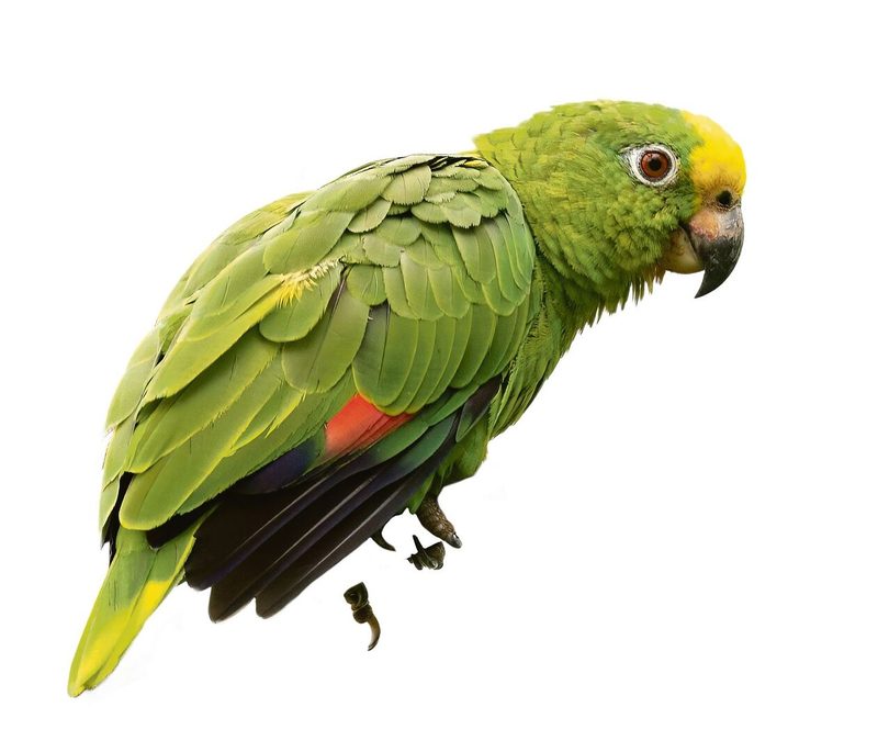 Faszination Vogelhaltung