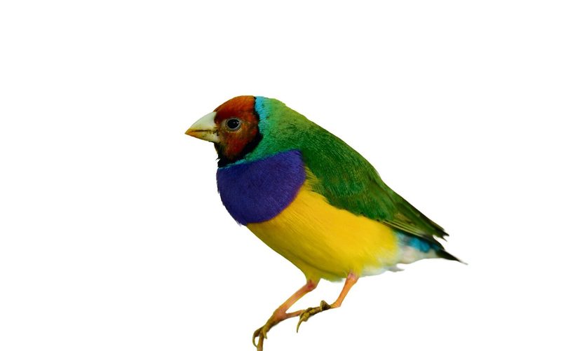 Faszination Vogelhaltung