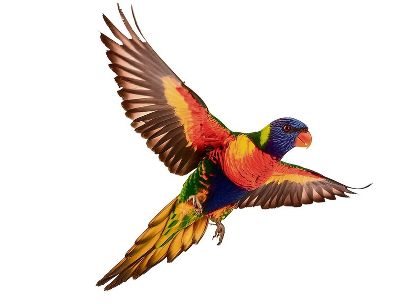 Regenbogenlori