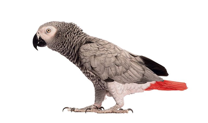 Graupapagei